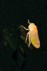 Hyalojassini