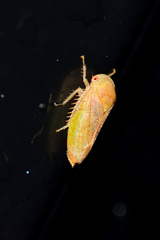 Hyalojassini