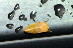 Hyalojassini