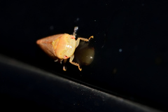 Hyalojassini