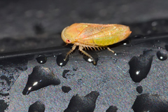 Hyalojassini