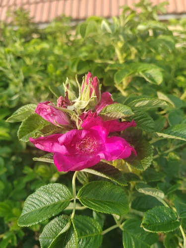 rugosa rose