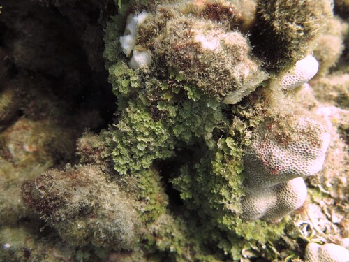 Caulerpa filicoides observed 2025-07-29