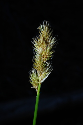 iNaturalist observation photo of fragile-sheathed sedge