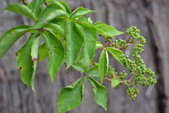 Parthenocissus