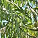 Northern California Black Walnut - Photo (c) dloarie, some rights reserved (CC BY), uploaded by dloarie