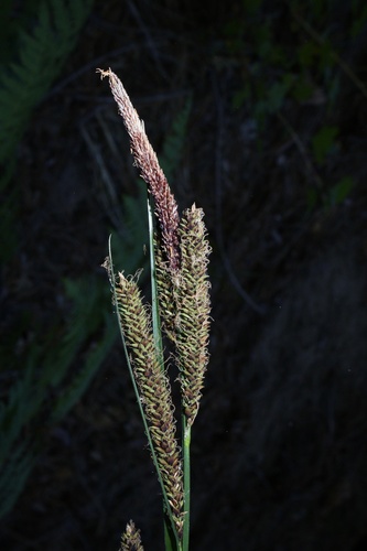 iNaturalist observation photo of western rough sedge
