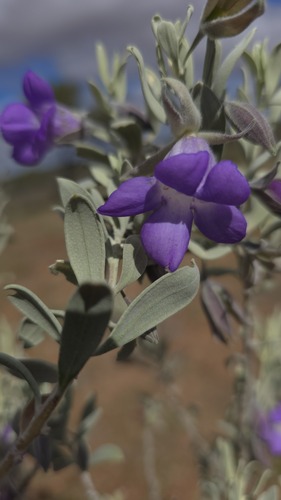 Eremophila bowmanii, photograph 3
