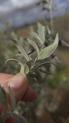 Eremophila bowmanii, photograph (c) Petra Holland, some rights reserved (CC BY)