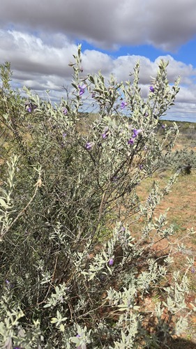 Eremophila bowmanii, photograph 4