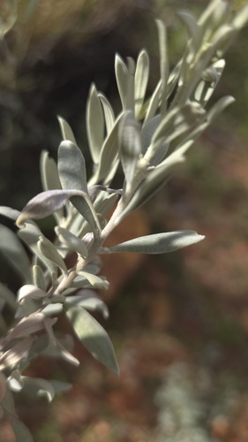 Eremophila bowmanii, photograph 6