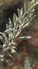 Eremophila bowmanii, photograph (c) Petra Holland, some rights reserved (CC BY)