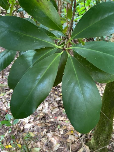 Corynocarpus laevigatus observed 2025-07-30