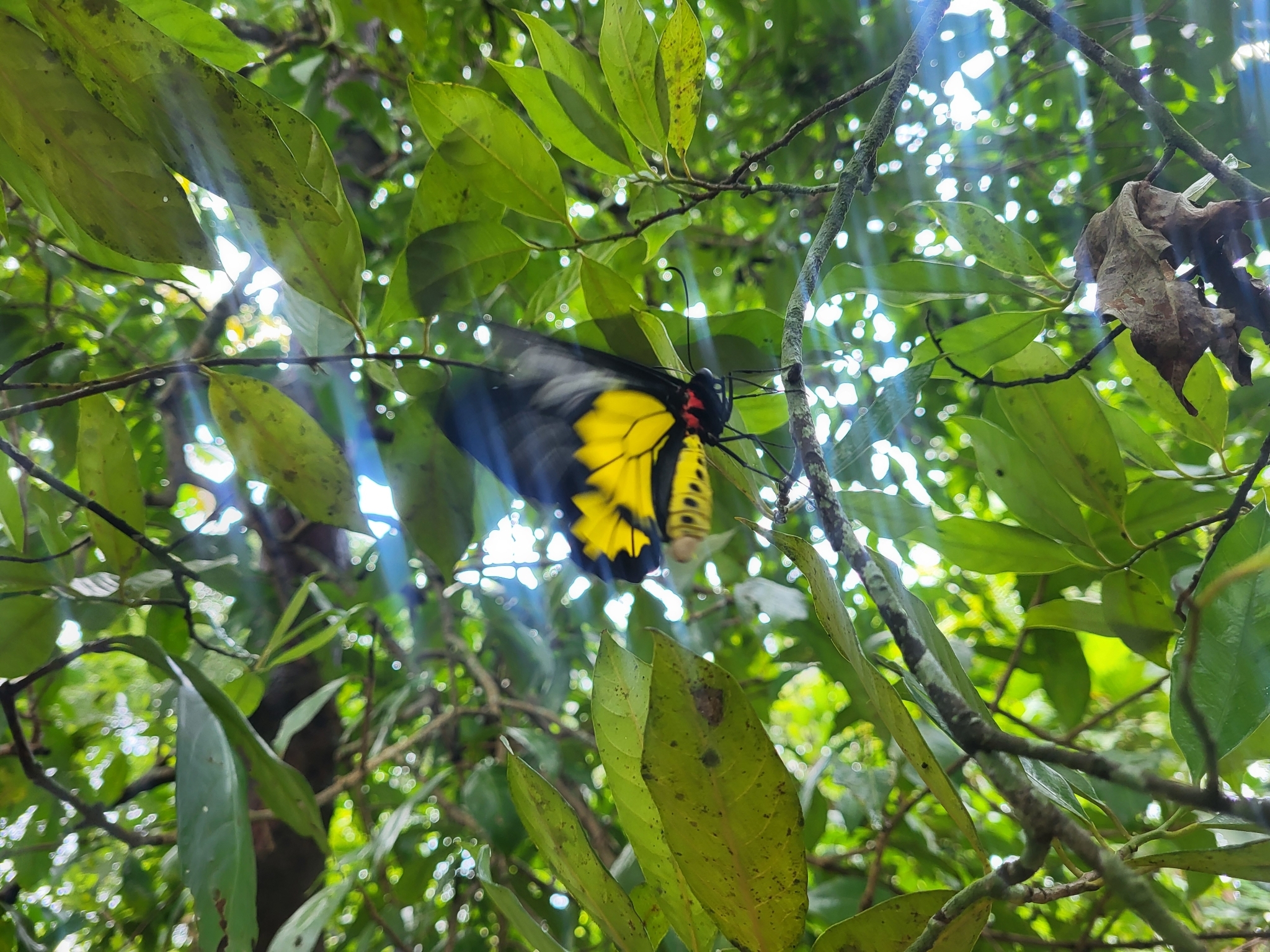 Sahyadri Birdwing