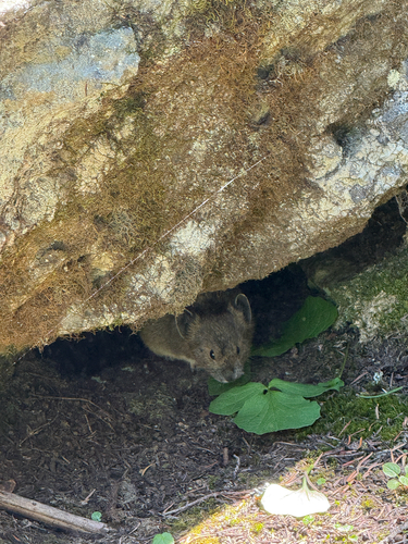 Ashnola pika