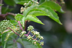 Parthenocissus