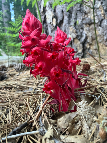 iNaturalist observation photo of Snowplant