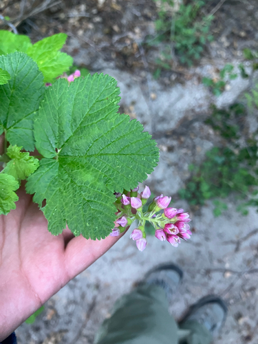 iNaturalist observation photo of mountain pink currant