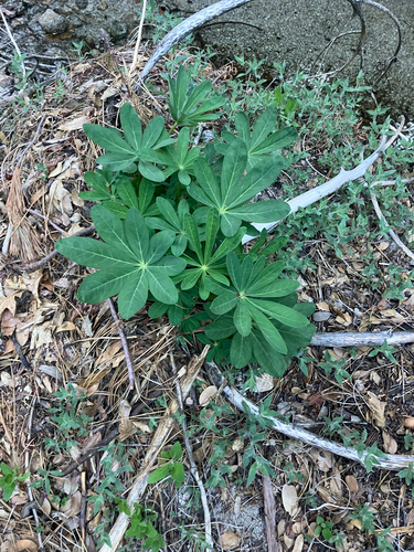 iNaturalist observation photo of Broadleaf Lupine
