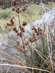 Juncus brachycarpus