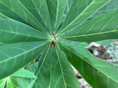 iNaturalist observation photo of Convergent Lady Beetle