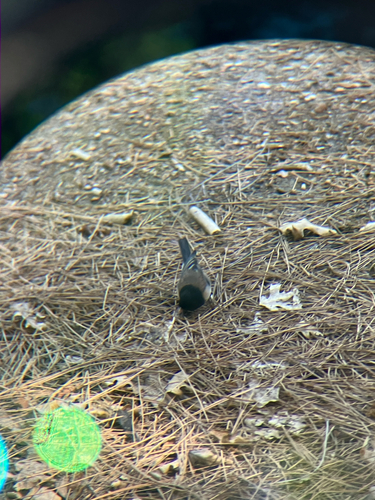 iNaturalist observation photo of Dark-eyed Junco