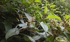 Miconia oligotricha