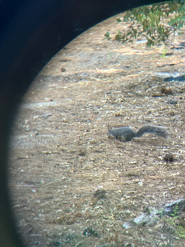 iNaturalist observation photo of Western Gray Squirrel