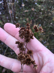 Juncus brachycarpus