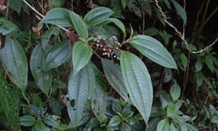 Miconia oligotricha
