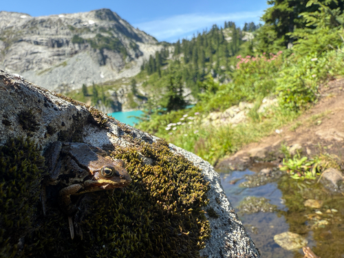Cascades Frog (Rana cascadae), a species recorded in Oregon