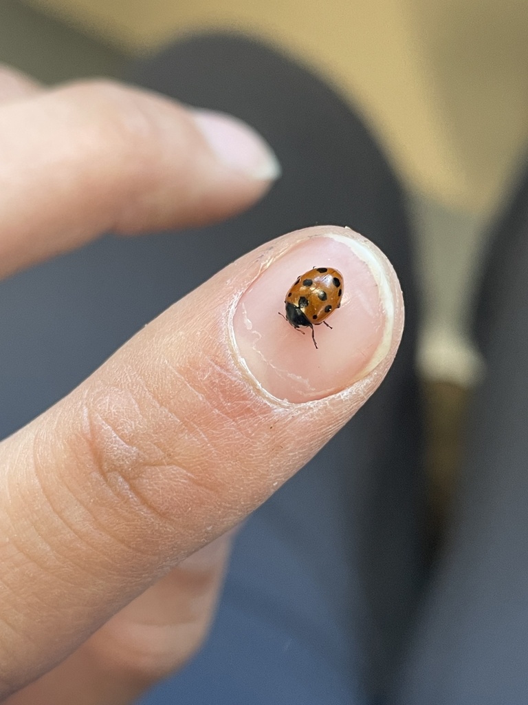 ABK6 XO Renaissance Single Estate Cognac (ABK6 XO 르네상스 싱글 에스테이트 꼬냑)