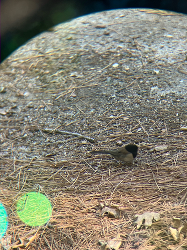 iNaturalist observation photo of Dark-eyed Junco