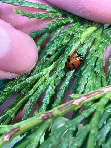 iNaturalist observation photo of Convergent Lady Beetle