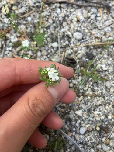 iNaturalist observation photo of Mountain Red-root Cryptantha
