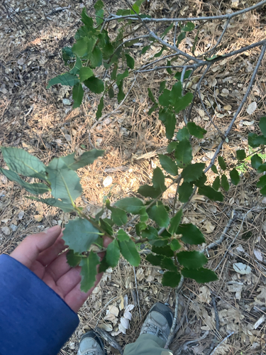 iNaturalist observation photo of canyon live oak