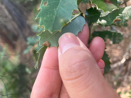 iNaturalist observation photo of Fold Gall Midge