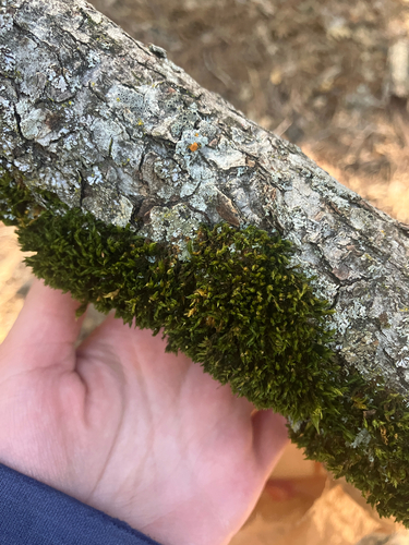 iNaturalist observation photo of Joint-toothed Mosses