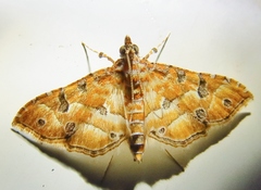 Ommatospila narcaeusalis