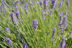 Lavandula angustifolia