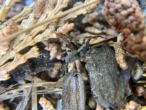 iNaturalist observation photo of Koch's Wolf Spider