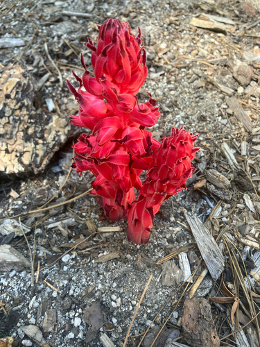 iNaturalist observation photo of Snowplant