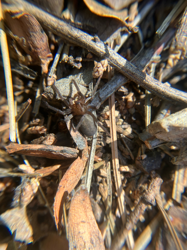iNaturalist observation photo of Anachemmis