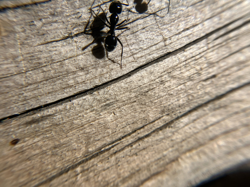 iNaturalist observation photo of Hairy Smooth Carpenter Ant