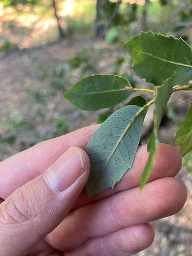 iNaturalist observation photo of canyon live oak