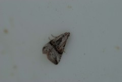 Zebeeba falsalis