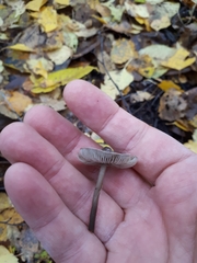 Tephrocybe rancida