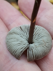 Tephrocybe rancida