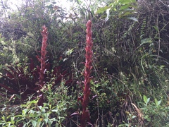Tillandsia pastensis
