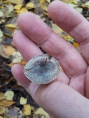 Tephrocybe rancida